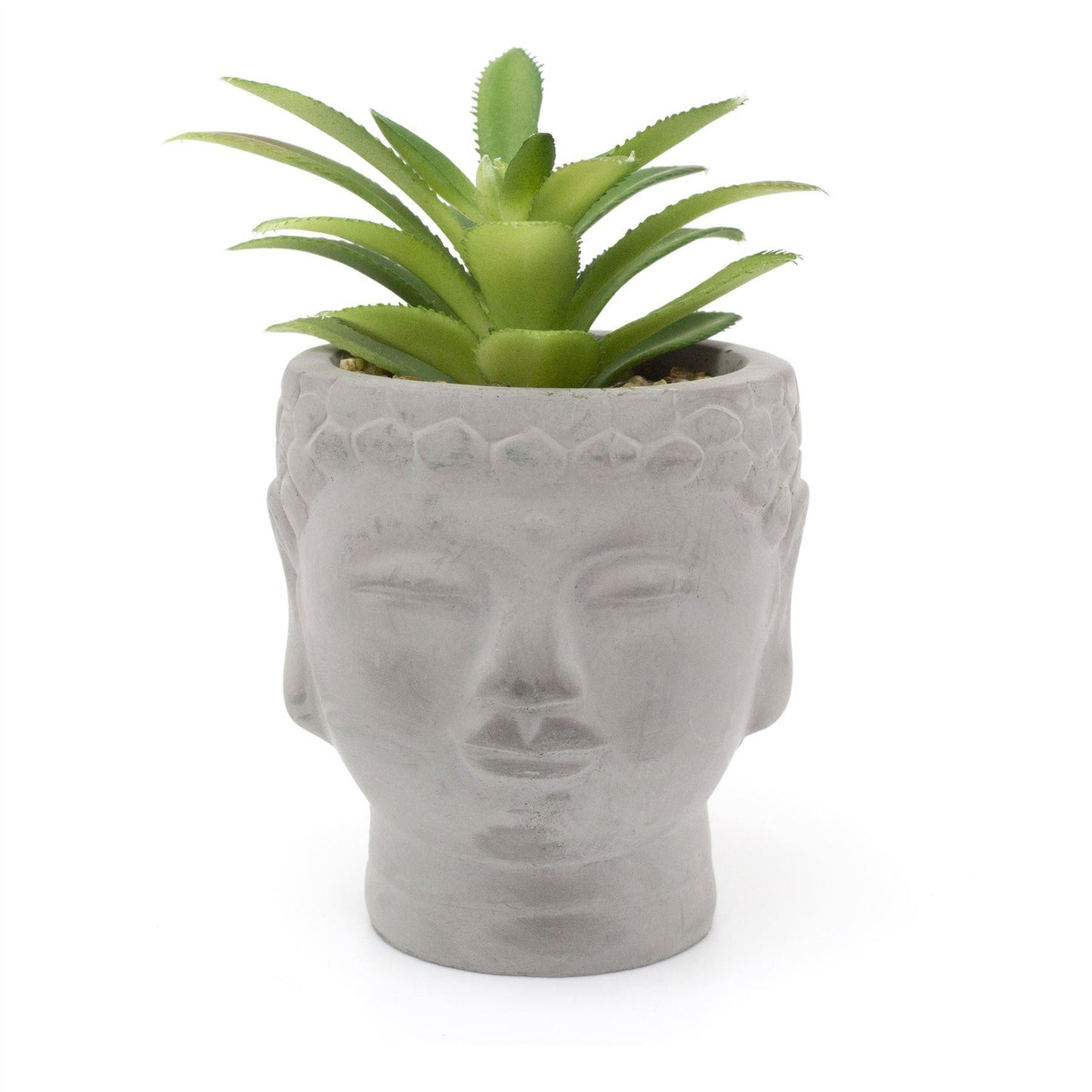 Buddha Head Succulent